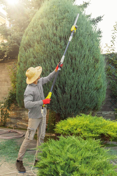 How Our Tree Care Process Works  in  Puxico, MO